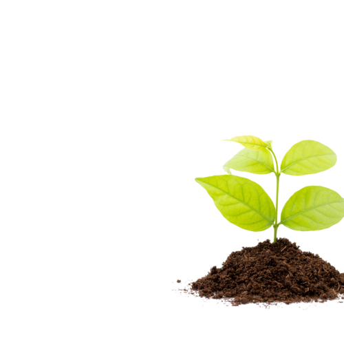 En ung plante spirer fra jorden, symboliserer MEININGER Hotels' bæredygtighedsforpligtelse